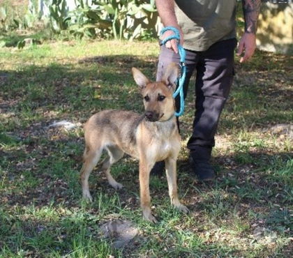 Don Caubeyres Lot-et-Garonne - Photos Vivastreet Chien ADN à l adoption