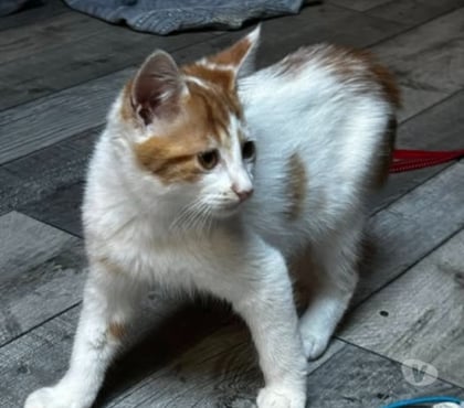 Don animaux Claveyson Drôme - Photos Vivastreet Chat ALLOWEEN à l adoption