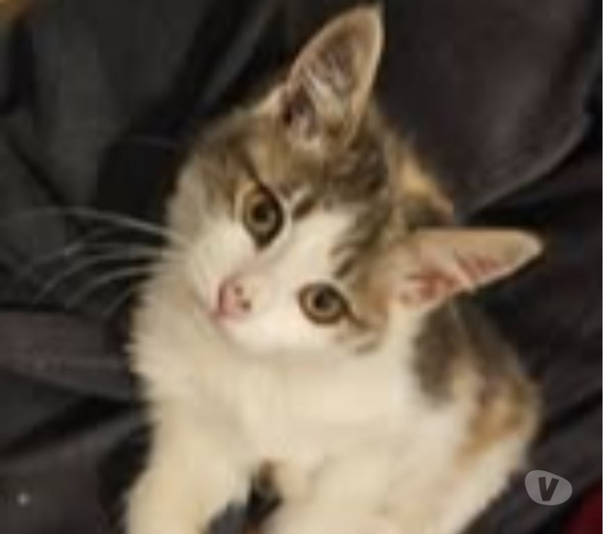 Don animaux Drôme Tain l'Hermitage - 26600 - Photos Vivastreet Chat LYRA à l adoption