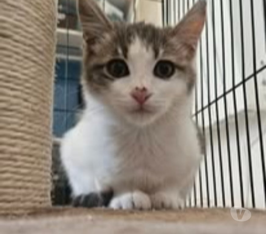 Don animaux Drôme Tain l'Hermitage - 26600 - Photos Vivastreet Chat LYRA à l adoption