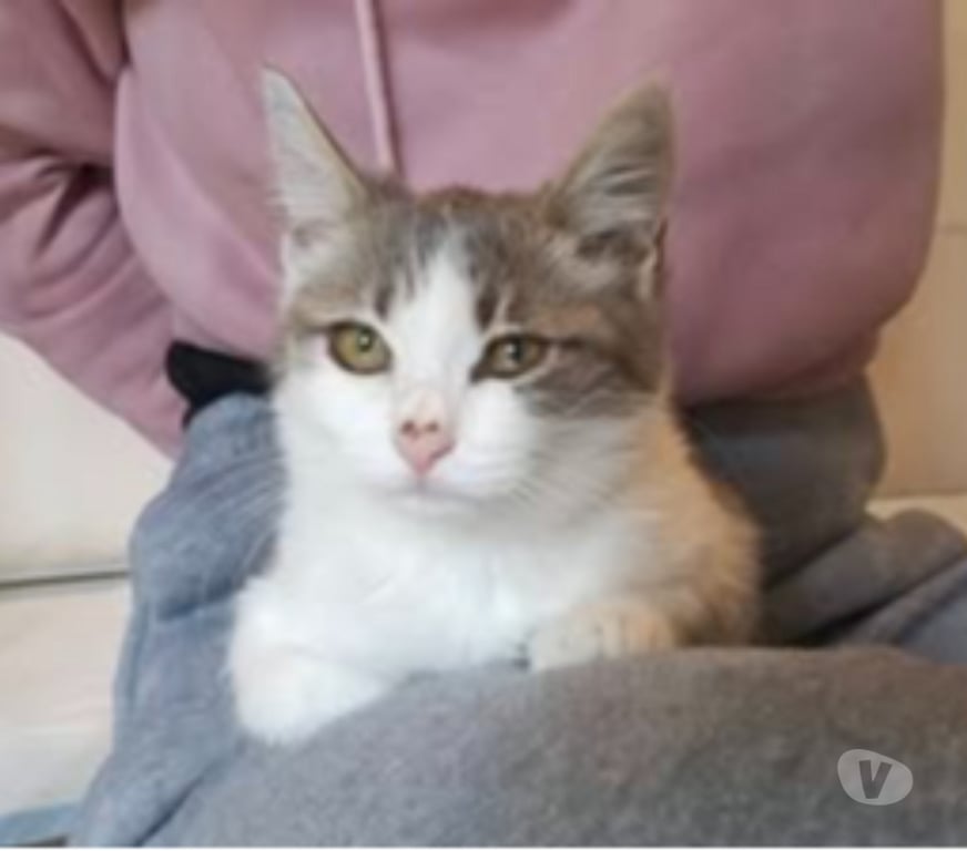Don animaux Drôme Tain l'Hermitage - 26600 - Photos Vivastreet Chat LYRA à l adoption