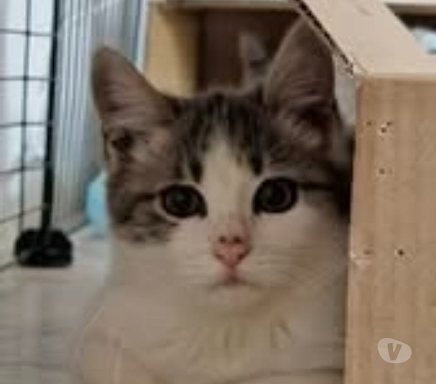 Don animaux Drôme Tain l'Hermitage - 26600 - Photos Vivastreet Chat LYRA à l adoption