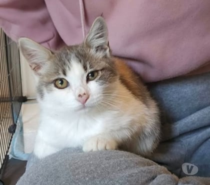 Don animaux Tain l'Hermitage Drôme - Photos Vivastreet Chat LYRA à l adoption