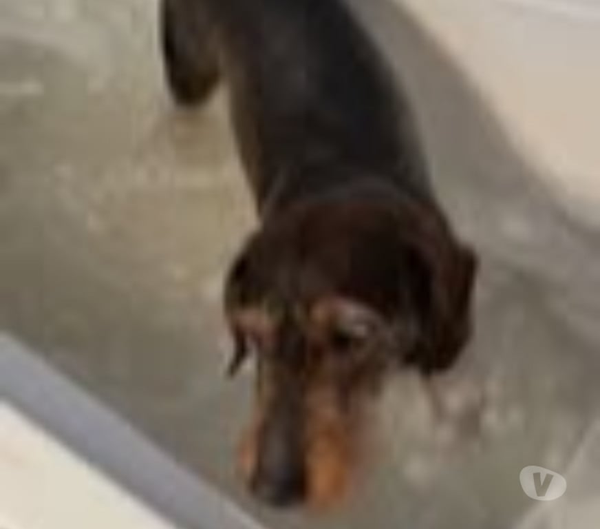 Don animaux Ardèche La Voulte sur Rhone - 07800 - Photos Vivastreet Chien MARLEY à l adoption