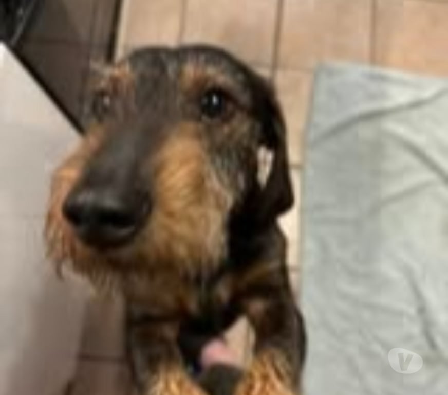 Don animaux Ardèche La Voulte sur Rhone - 07800 - Photos Vivastreet Chien MARLEY à l adoption