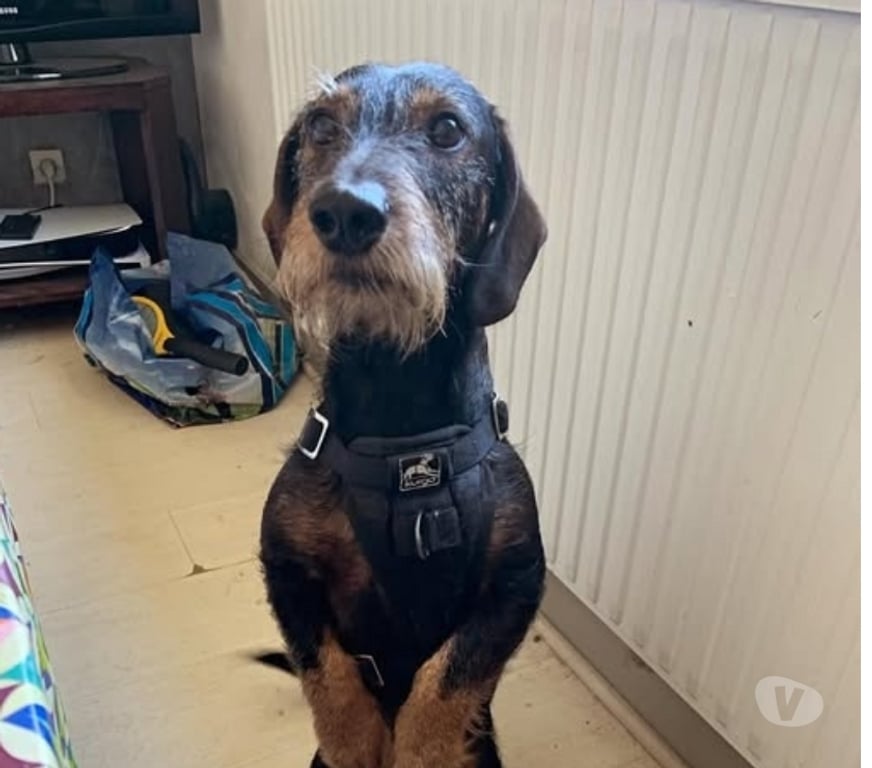Don animaux Ardèche La Voulte sur Rhone - 07800 - Photos Vivastreet Chien MARLEY à l adoption