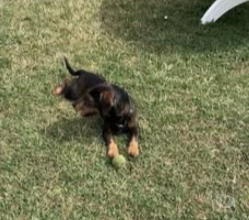 Don animaux Ardèche La Voulte sur Rhone - 07800 - Photos Vivastreet Chien MARLEY à l adoption