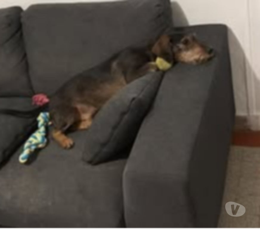 Don animaux Ardèche La Voulte sur Rhone - 07800 - Photos Vivastreet Chien MARLEY à l adoption
