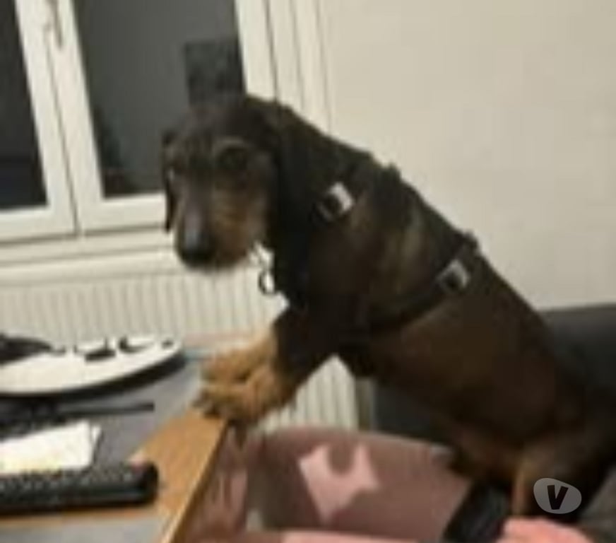 Don animaux Ardèche La Voulte sur Rhone - 07800 - Photos Vivastreet Chien MARLEY à l adoption