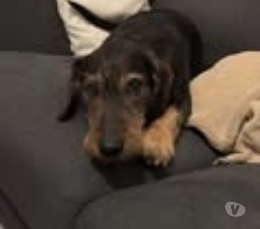 Don animaux Ardèche La Voulte sur Rhone - 07800 - Photos Vivastreet Chien MARLEY à l adoption