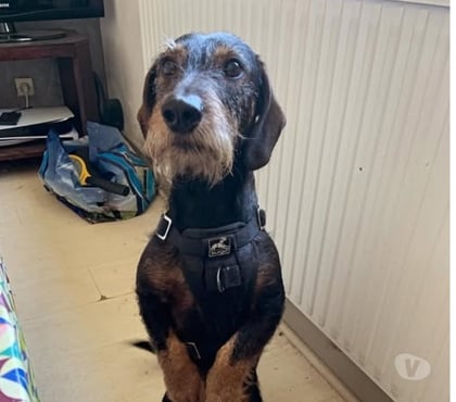Adoption animaux La Voulte sur Rhone Ardèche - Photos Vivastreet Chien MARLEY à l adoption