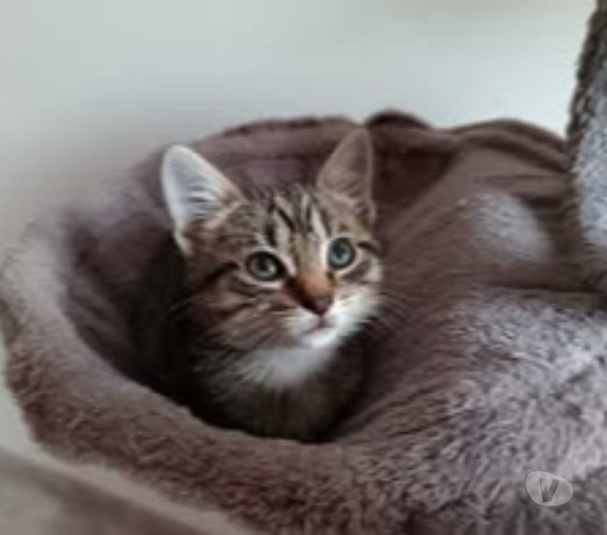 Don animaux Gard St Julien de Peyrolas - 30760 - Photos Vivastreet Chat BOURBON à la réservation