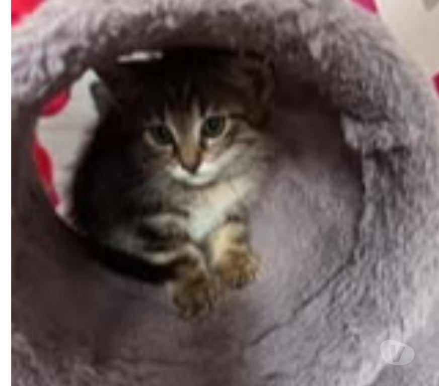 Don animaux Gard St Julien de Peyrolas - 30760 - Photos Vivastreet Chat BOURBON à la réservation