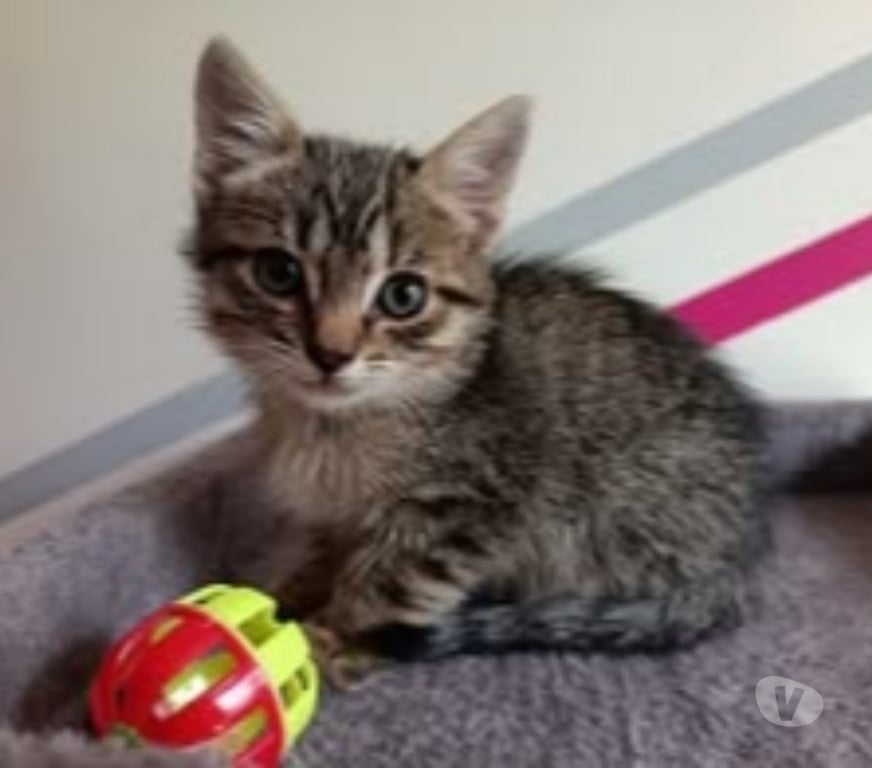 Don animaux Gard St Julien de Peyrolas - 30760 - Photos Vivastreet Chat BOURBON à la réservation