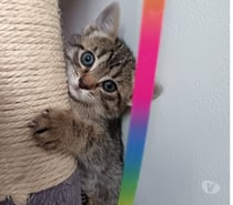 Chat BOURBON à la réservation