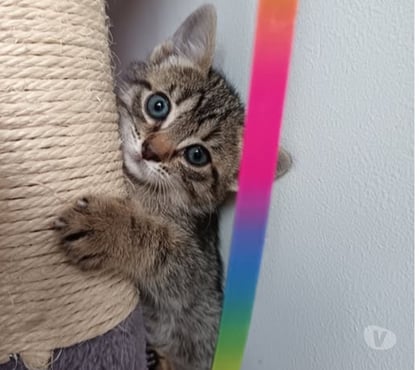 Adoption animaux St Julien de Peyrolas Gard - Photos Vivastreet Chat BOURBON à la réservation