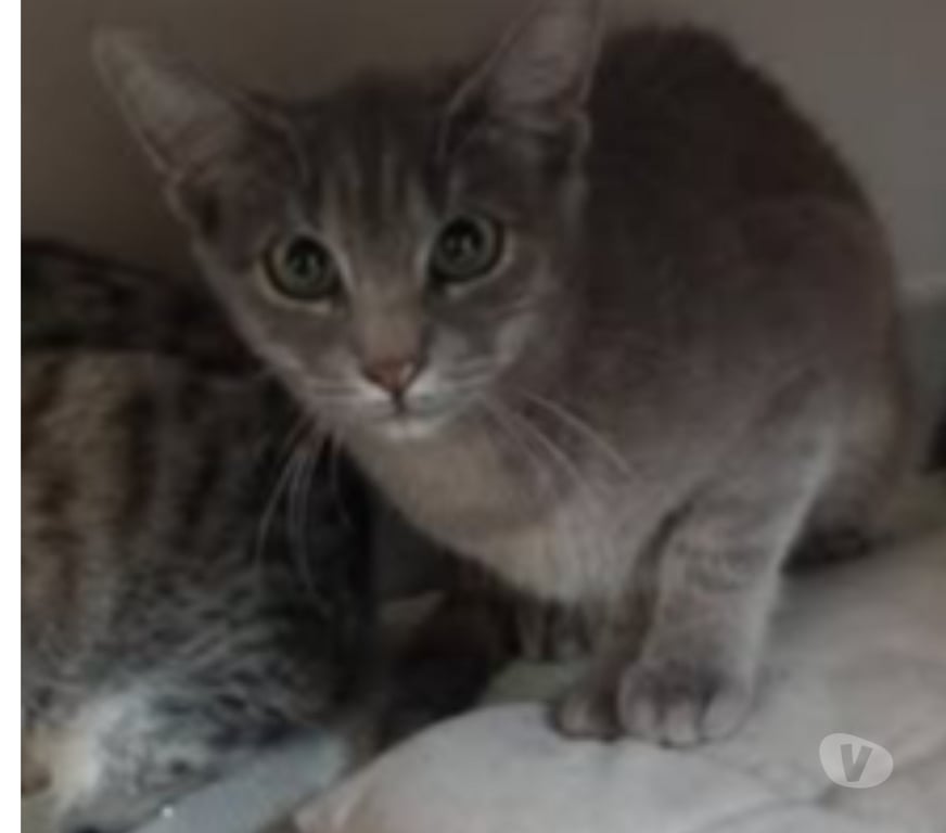 Don animaux Ardèche Guilherand Granges - 07500 - Photos Vivastreet Chat MOON à l adoption