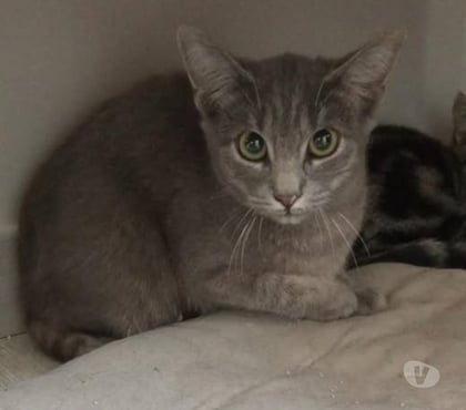 Don animaux Guilherand Granges Ardèche - Photos Vivastreet Chat MOON à l adoption