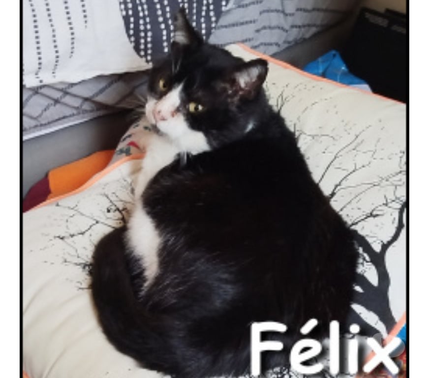 Don animaux Rhône Lyon - Photos Vivastreet FELIX, chat attachant et câlin