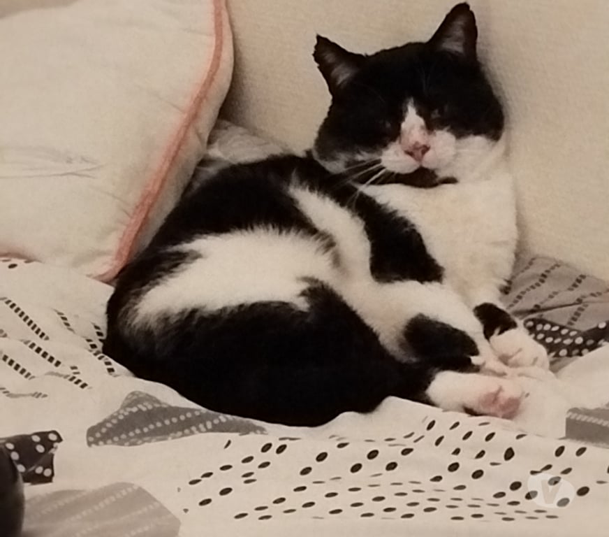 Don animaux Rhône Lyon - Photos Vivastreet FELIX, chat attachant et câlin