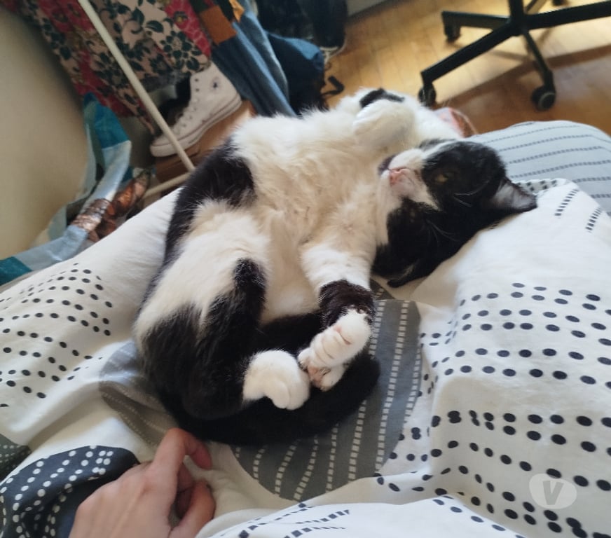 Don animaux Rhône Lyon - Photos Vivastreet FELIX, chat attachant et câlin