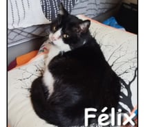 FELIX, chat attachant et câlin