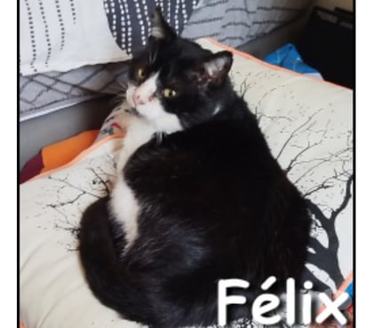 Don animaux Lyon Lyon - Photos Vivastreet FELIX, chat attachant et câlin