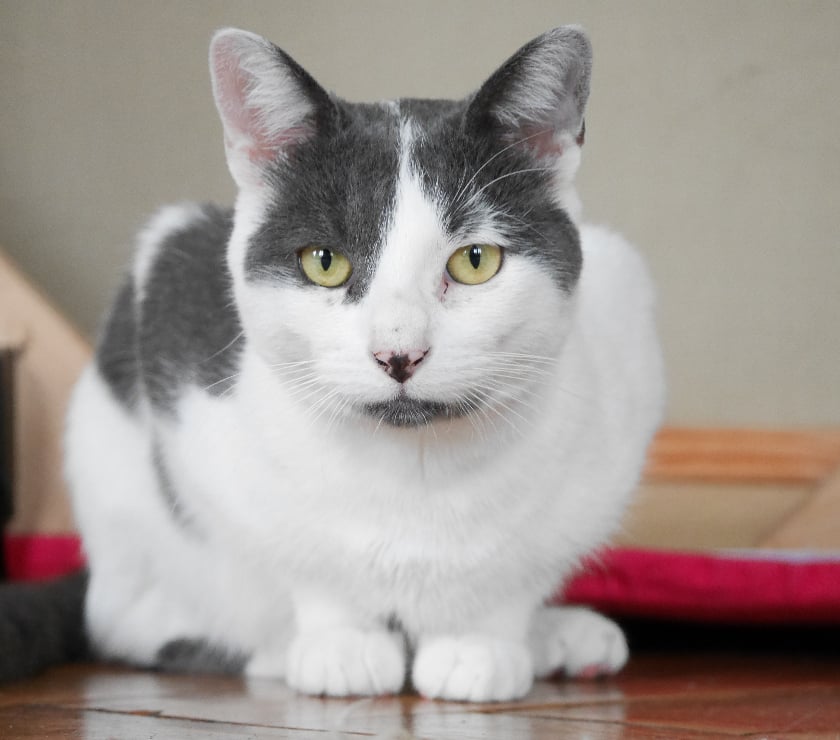 Don animaux Rhône Lyon - Photos Vivastreet GASTON, chat adorable et câlin