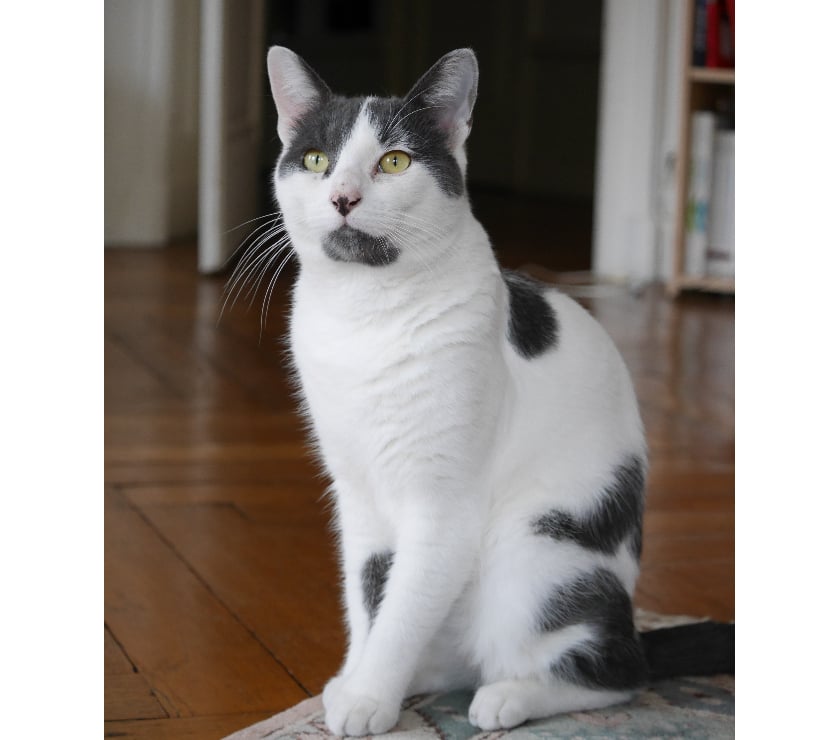 Don animaux Rhône Lyon - Photos Vivastreet GASTON, chat adorable et câlin