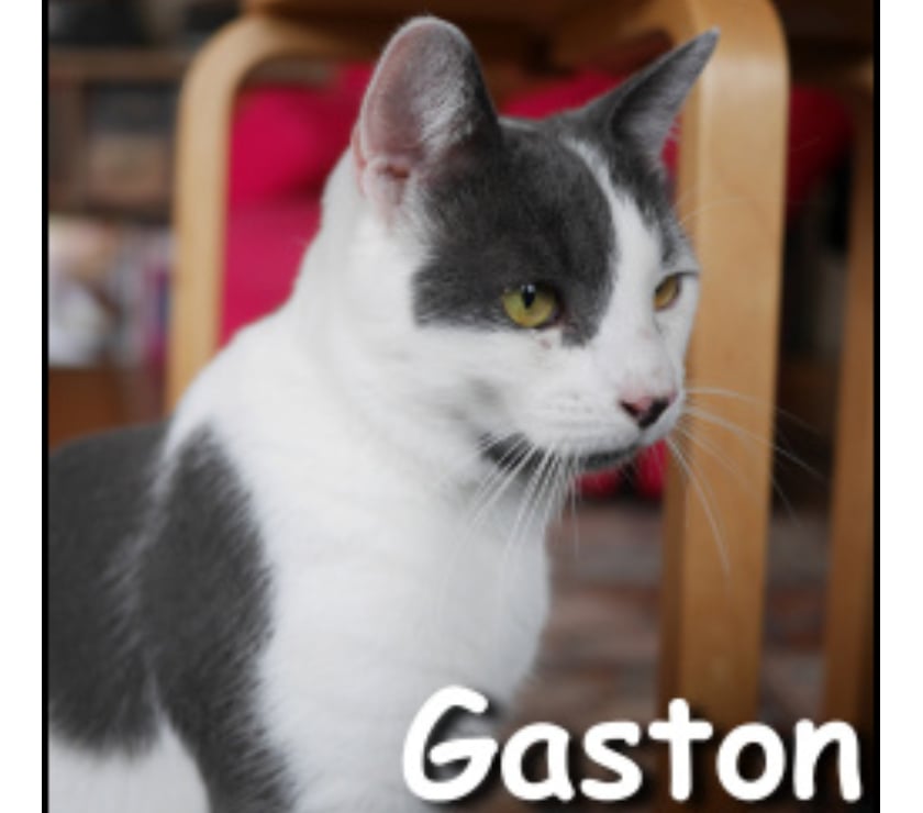 Don Lyon Lyon - Photos Vivastreet GASTON, chat adorable et câlin