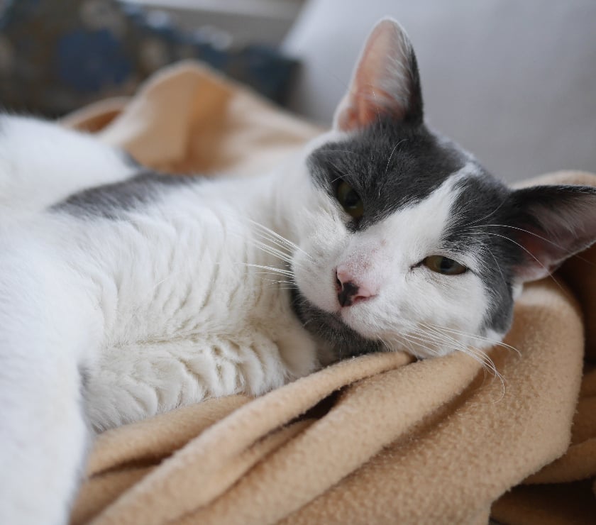 Don animaux Rhône Lyon - Photos Vivastreet GASTON, chat adorable et câlin