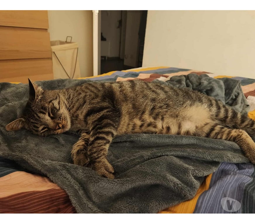 Don animaux Rhône Lyon - Photos Vivastreet GRISOU, chat affectueux