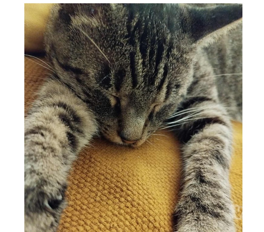 Don animaux Rhône Lyon - Photos Vivastreet GRISOU, chat affectueux