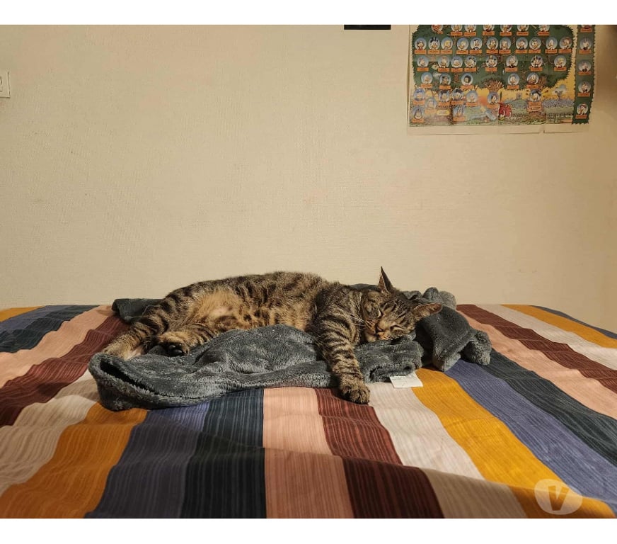 Don animaux Rhône Lyon - Photos Vivastreet GRISOU, chat affectueux