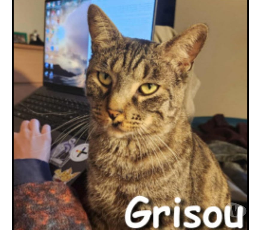 Don animaux Rhône Lyon - Photos Vivastreet GRISOU, chat affectueux