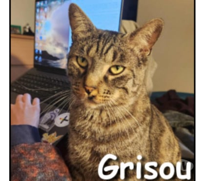 Adoption animaux Lyon Lyon - Photos Vivastreet GRISOU, chat affectueux