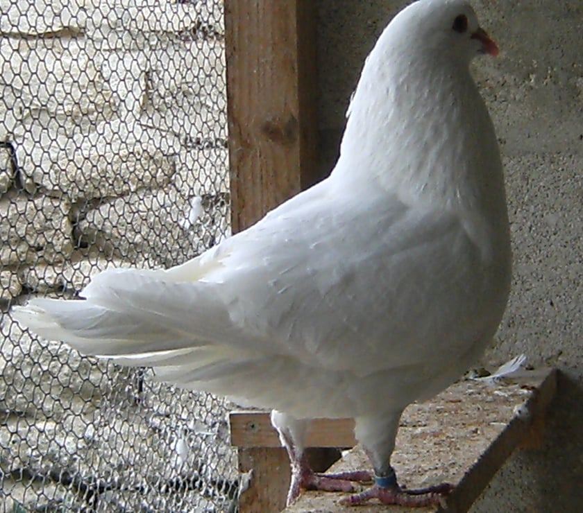 Vente Bagneaux sur Loing Seine-et-Marne - Photos Vivastreet Pigeons de chair