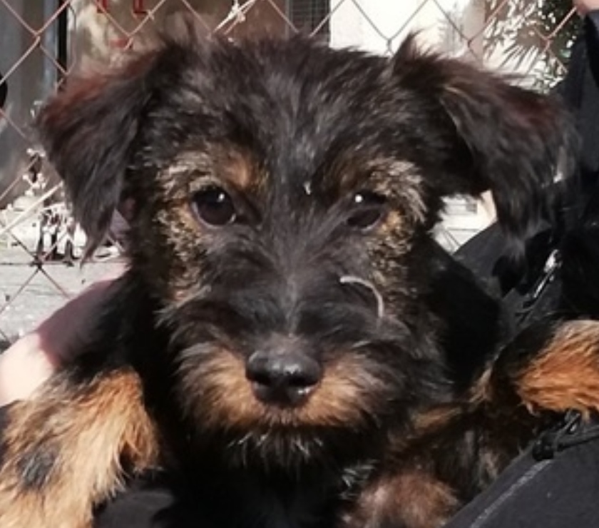 Don animaux Beziers Hérault - Photos Vivastreet AIA, chien type york aveugle, 1 an 6 kilos non lof