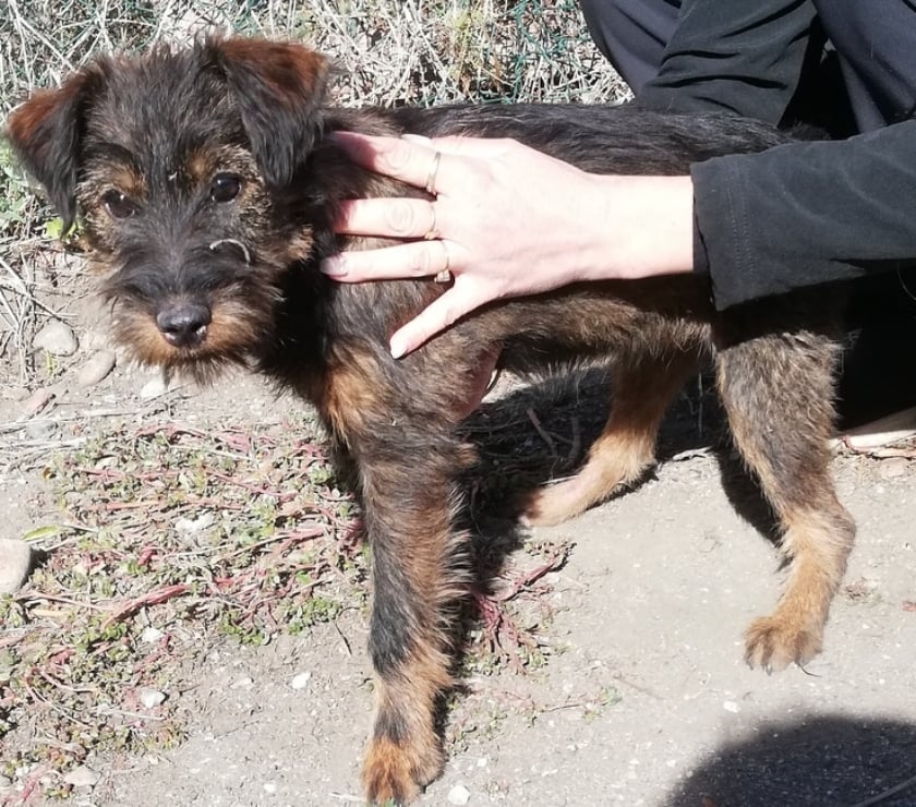 Don animaux Hérault Beziers - 34500 - Photos Vivastreet AIA, chien type york aveugle, 1 an 6 kilos non lof