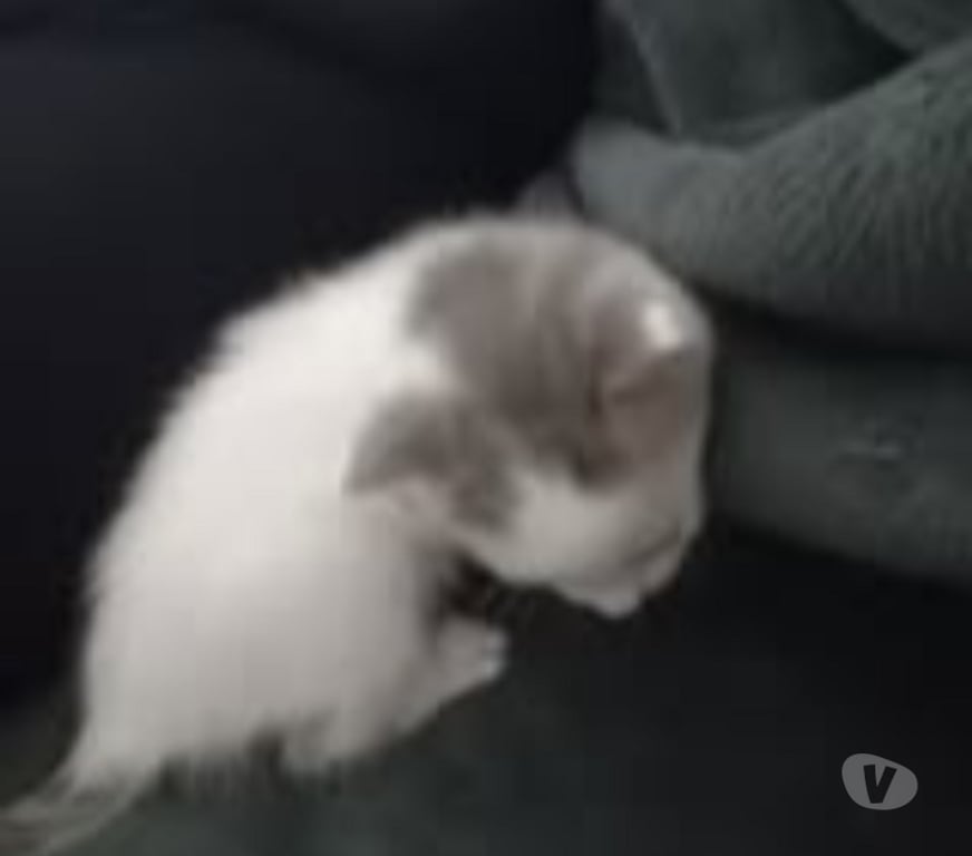 Don animaux Drôme Chateauneuf de Galaure - 26330 - Photos Vivastreet Chat PLUTON à la réservation