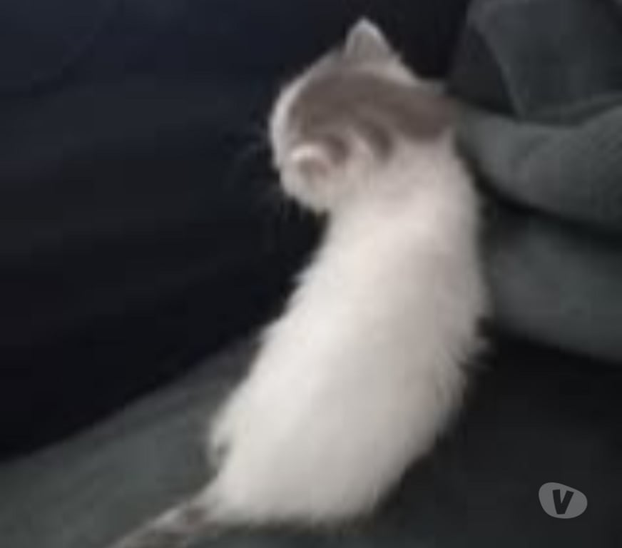 Don animaux Drôme Chateauneuf de Galaure - 26330 - Photos Vivastreet Chat PLUTON à la réservation