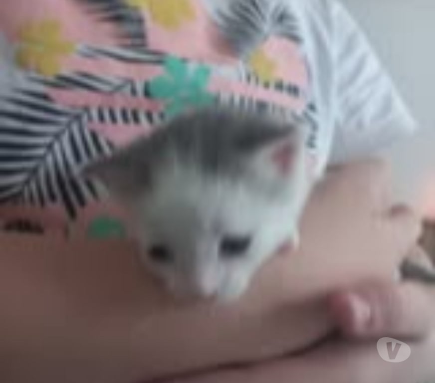 Don animaux Drôme Chateauneuf de Galaure - 26330 - Photos Vivastreet Chat PLUTON à la réservation