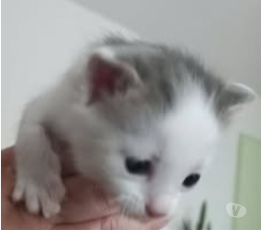 Don animaux Drôme Chateauneuf de Galaure - 26330 - Photos Vivastreet Chat PLUTON à la réservation