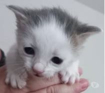 Chat PLUTON à la réservation