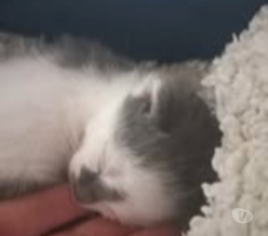 Don animaux Drôme Chateauneuf de Galaure - 26330 - Photos Vivastreet Chat MARS à la réservation