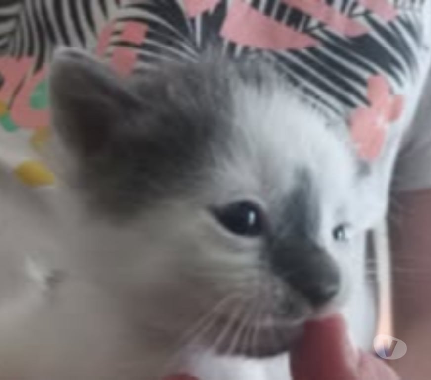 Don animaux Drôme Chateauneuf de Galaure - 26330 - Photos Vivastreet Chat MARS à la réservation