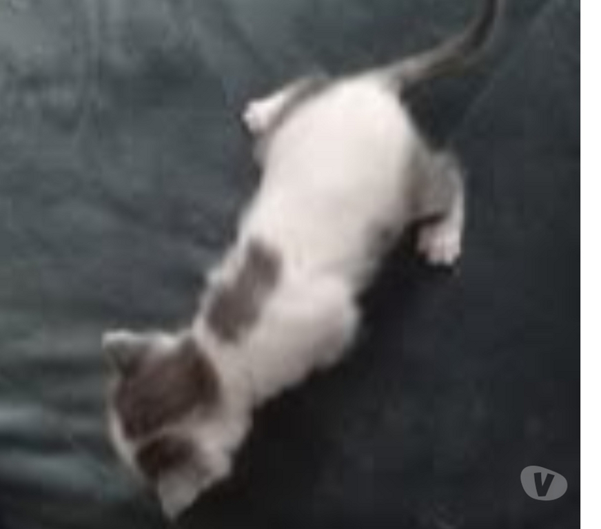 Don animaux Drôme Chateauneuf de Galaure - 26330 - Photos Vivastreet Chat MARS à la réservation