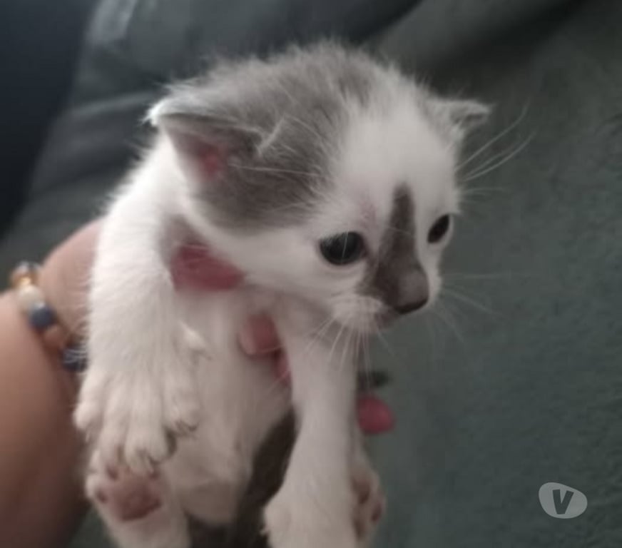 Don animaux Drôme Chateauneuf de Galaure - 26330 - Photos Vivastreet Chat MARS à la réservation