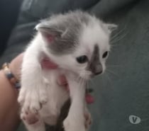 Chat MARS à la réservation