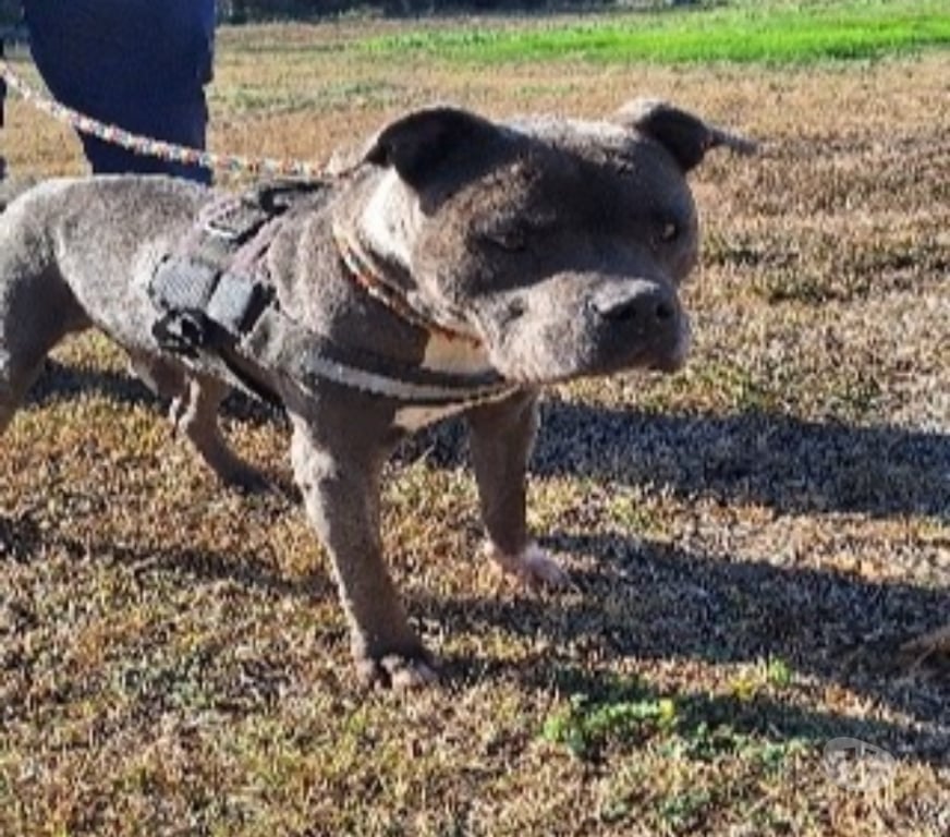 Don animaux Hérault Vias - 34450 - Photos Vivastreet Chien ISKO à l adoption